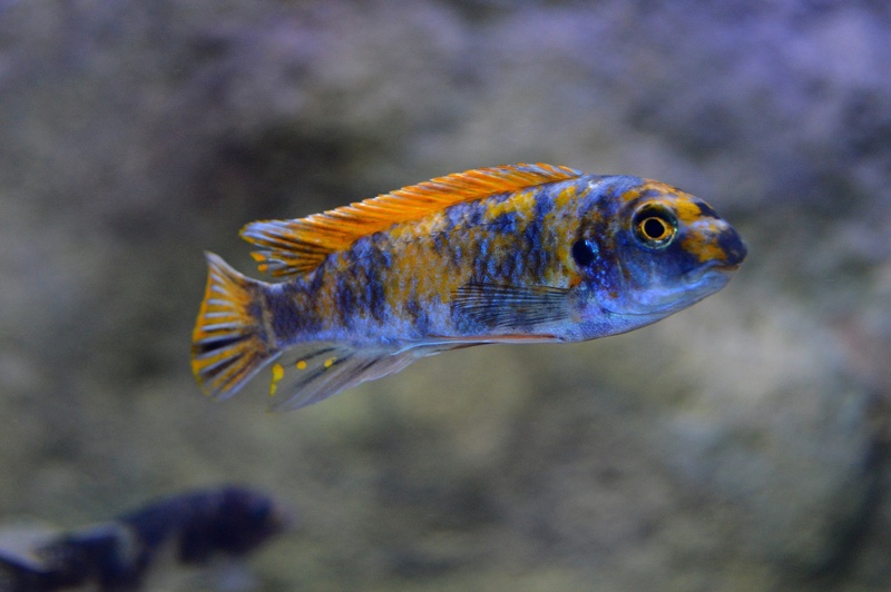 Labeotropheus trewavasae 'Higga Reef'